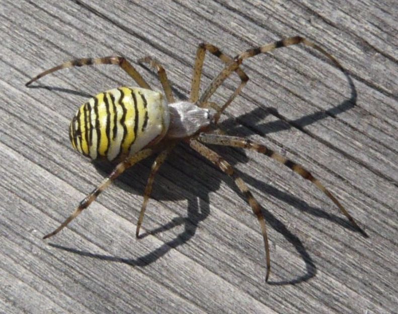 Argiope bruennichi, femmina - Vipiteno (BZ)
