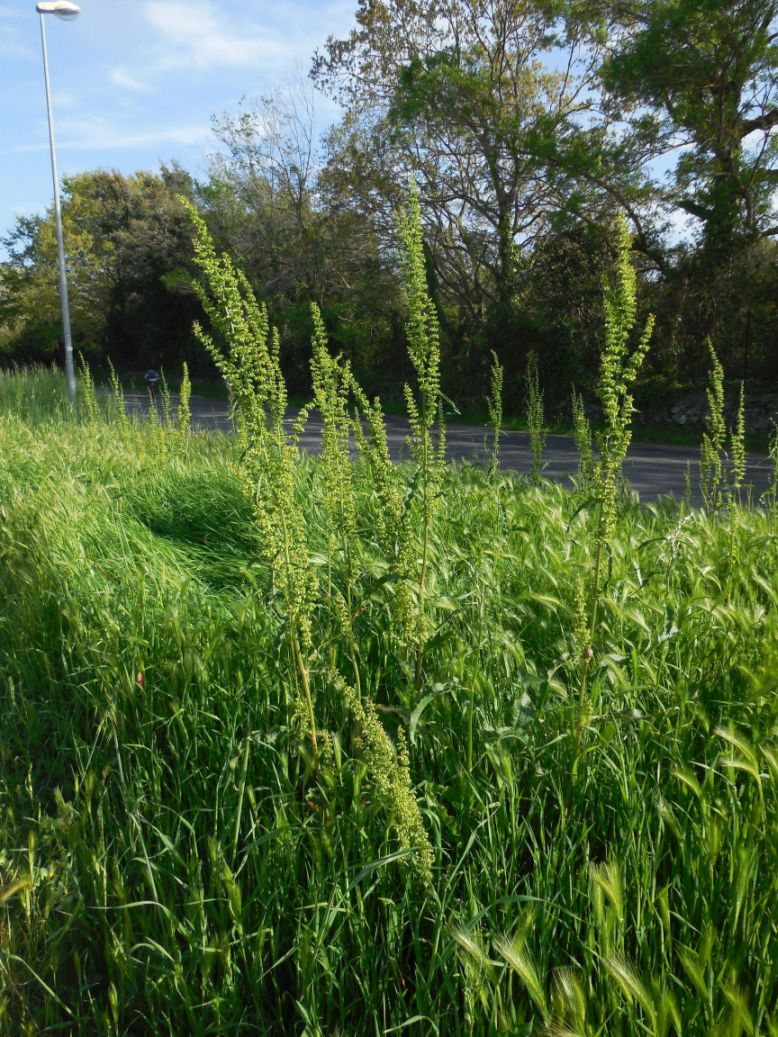 Rumex crispus