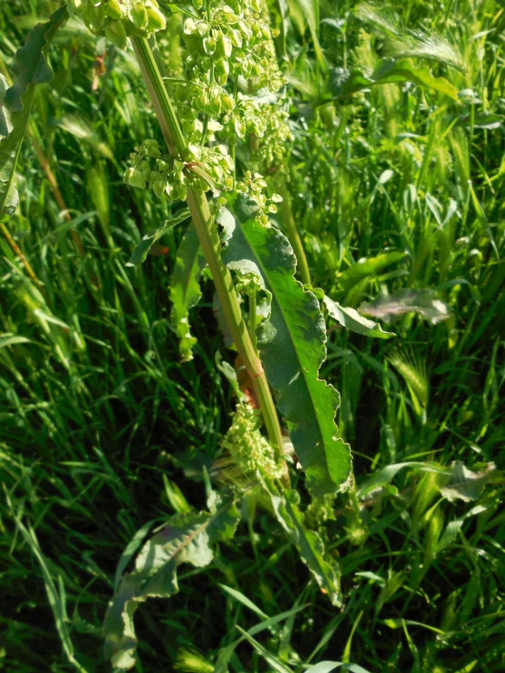 Rumex crispus