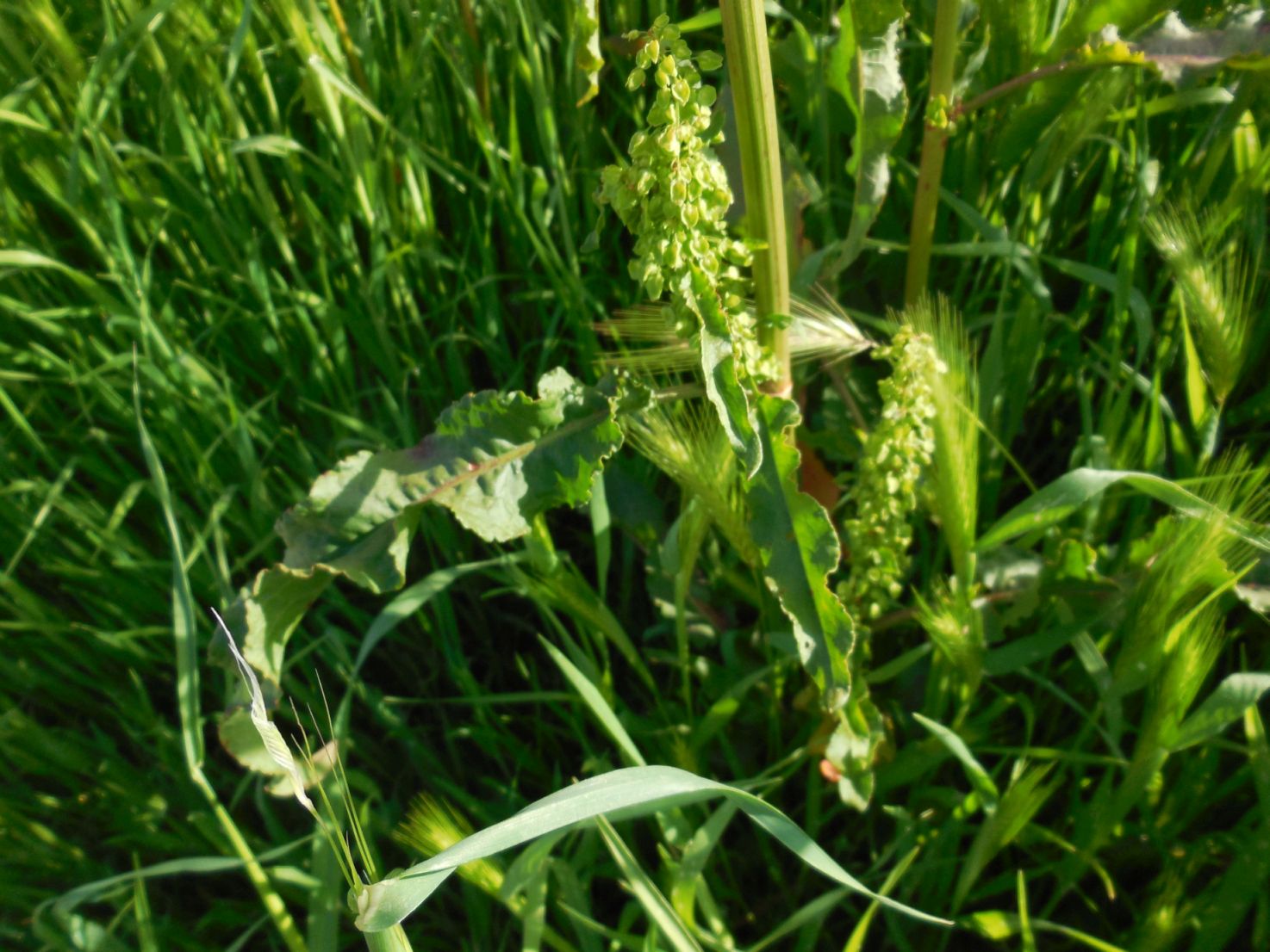 Rumex crispus