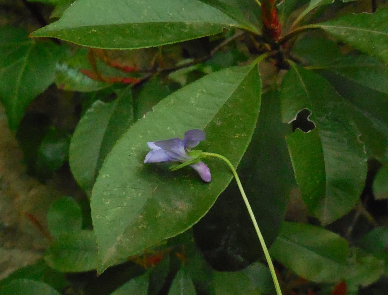 violette varie: Viola reichenbachiana e Viola odorata