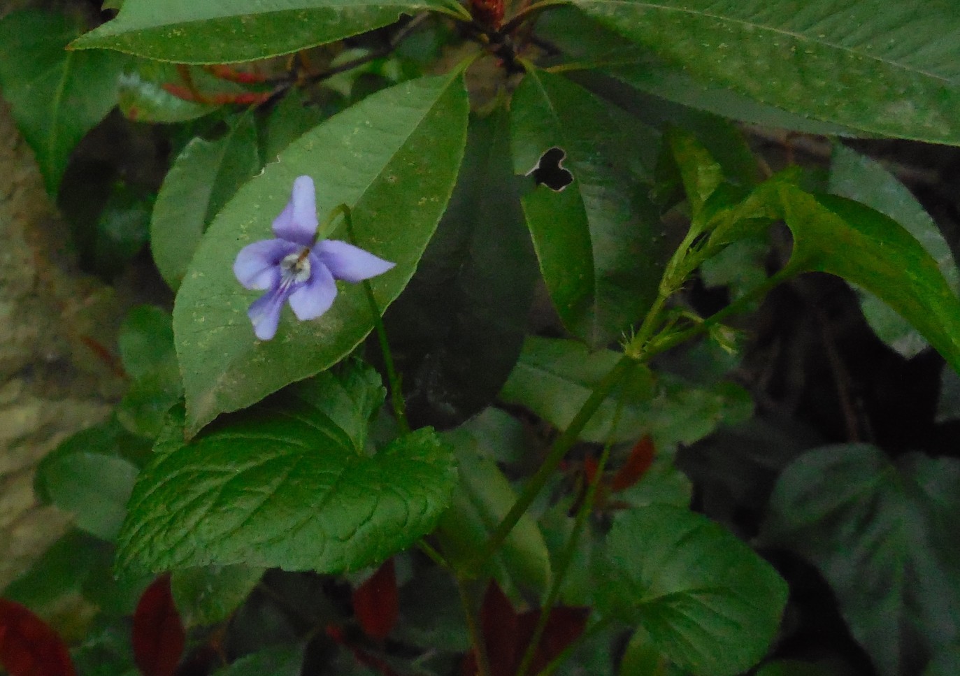 violette varie: Viola reichenbachiana e Viola odorata