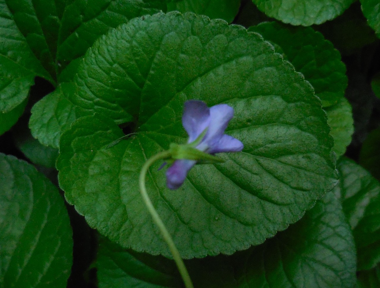 violette varie: Viola reichenbachiana e Viola odorata