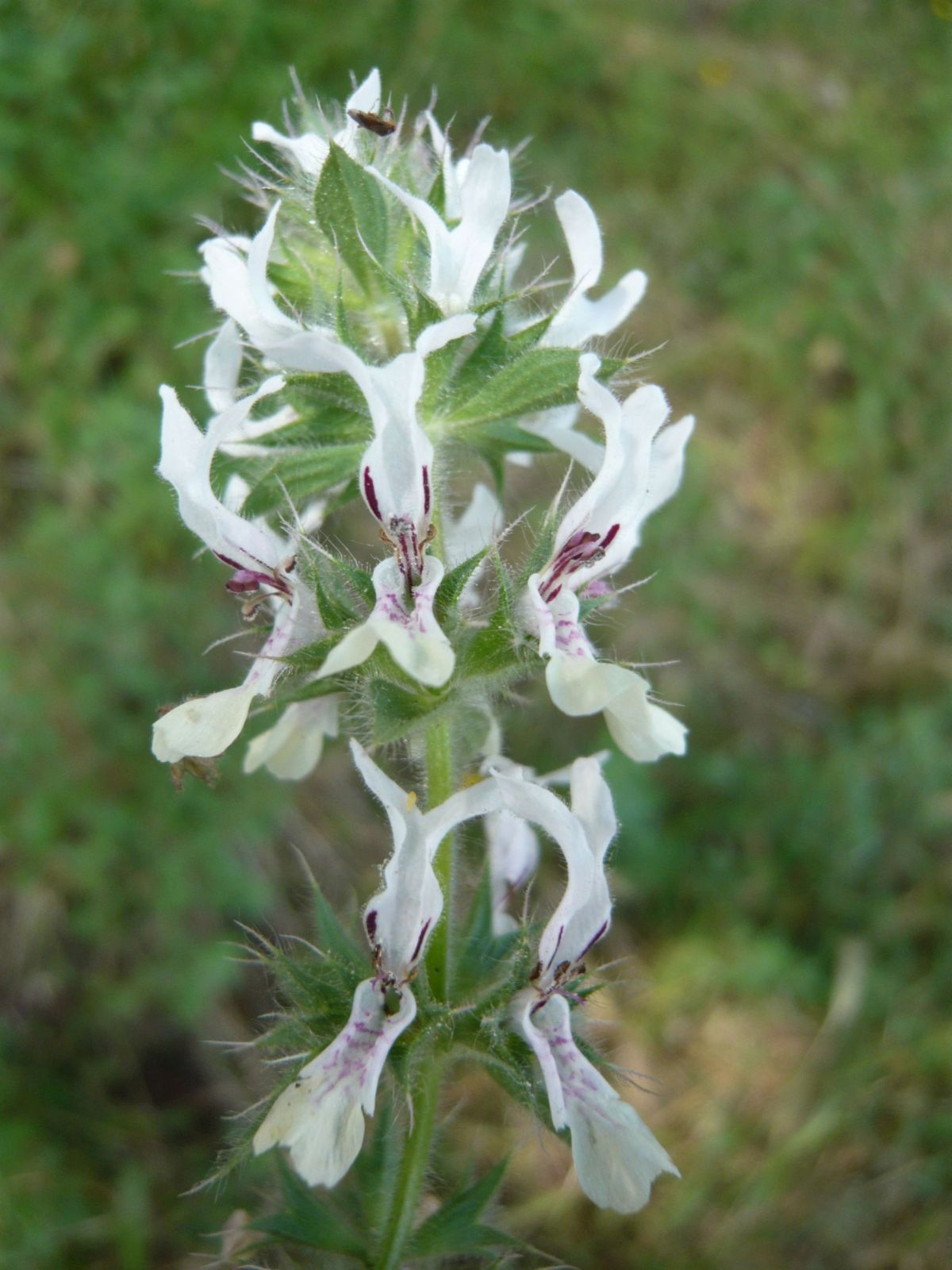 Stachys ocymastrum / Stregona