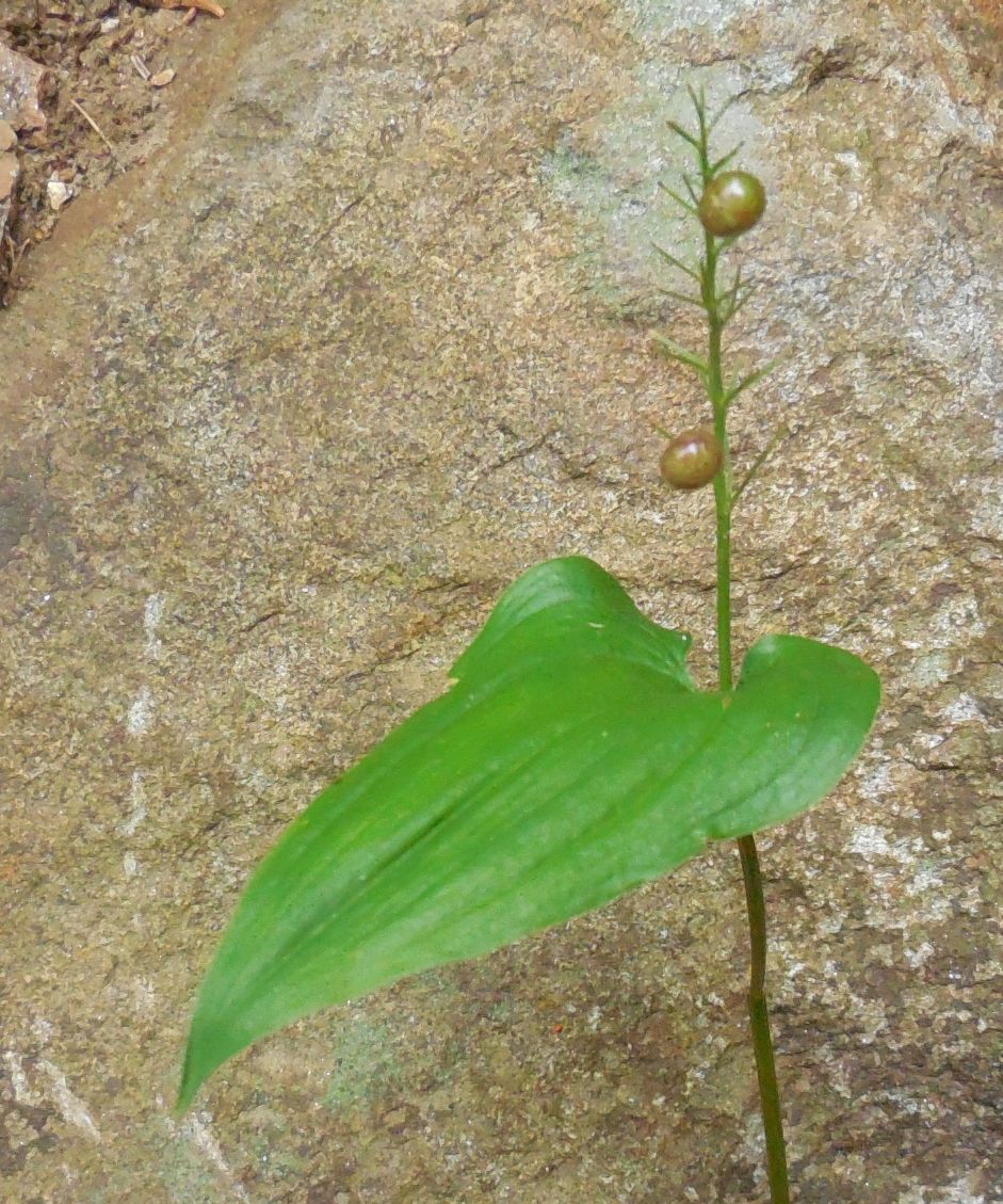 Maianthemum bifolium