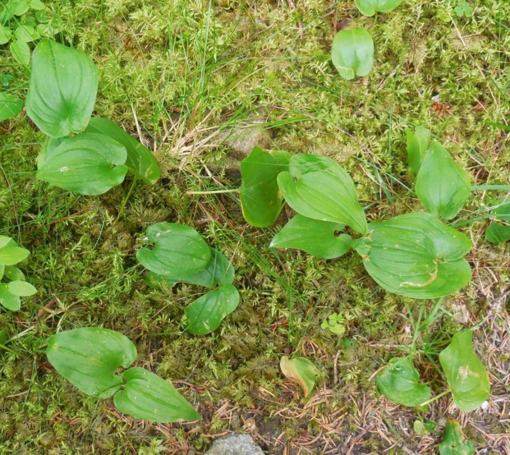 Maianthemum bifolium
