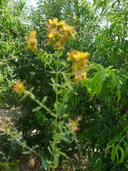 Hypericum perforatum