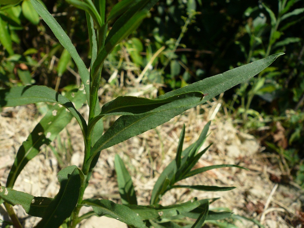 Symphyotrichum squamatum