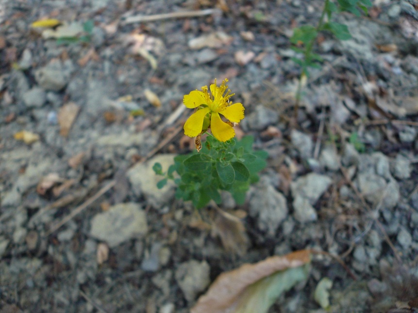 Hypericum perforatum