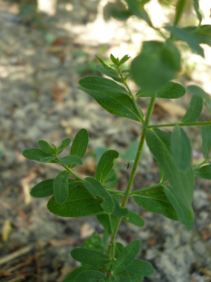 Hypericum perforatum
