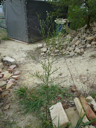 Symphyotrichum squamatum