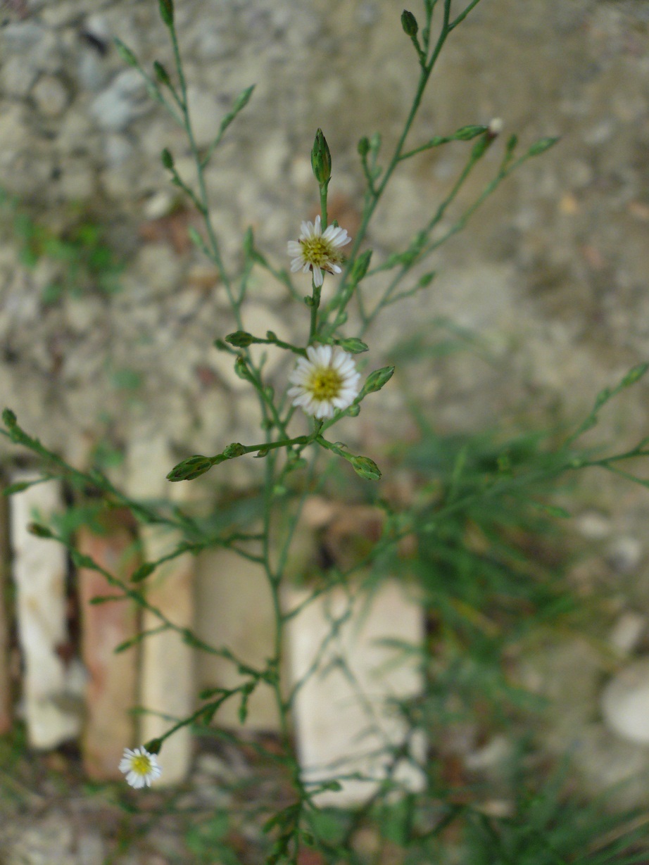 Symphyotrichum squamatum