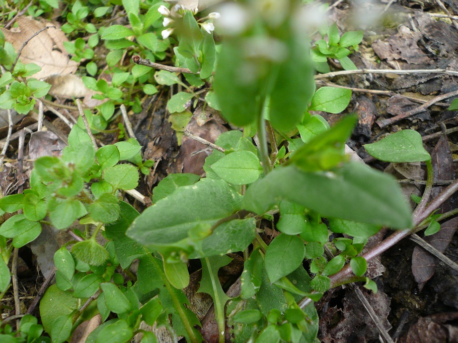 Cardamine hirsuta e Microthlaspi perfoliatum (=Thlaspi perfoliatum)
