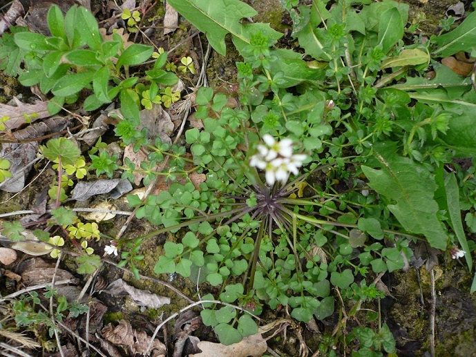 Cardamine hirsuta e Microthlaspi perfoliatum (=Thlaspi perfoliatum)