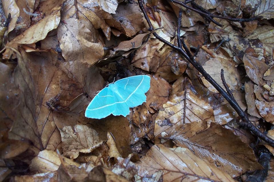 Farfalla color turchese