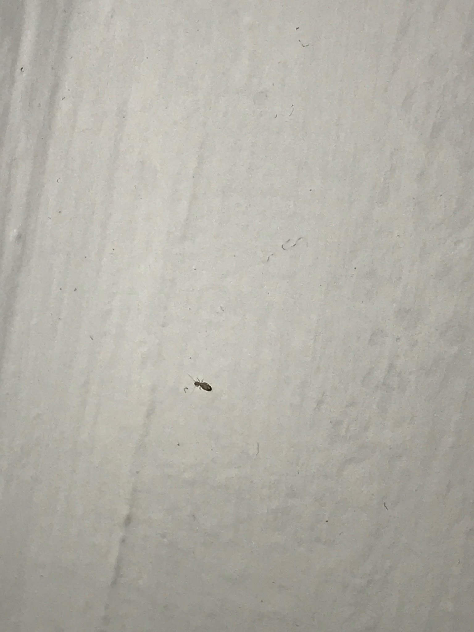 Chi sa dirmi di cosa si tratta?  Liposcelididae: cfr. Liposcelis sp.
