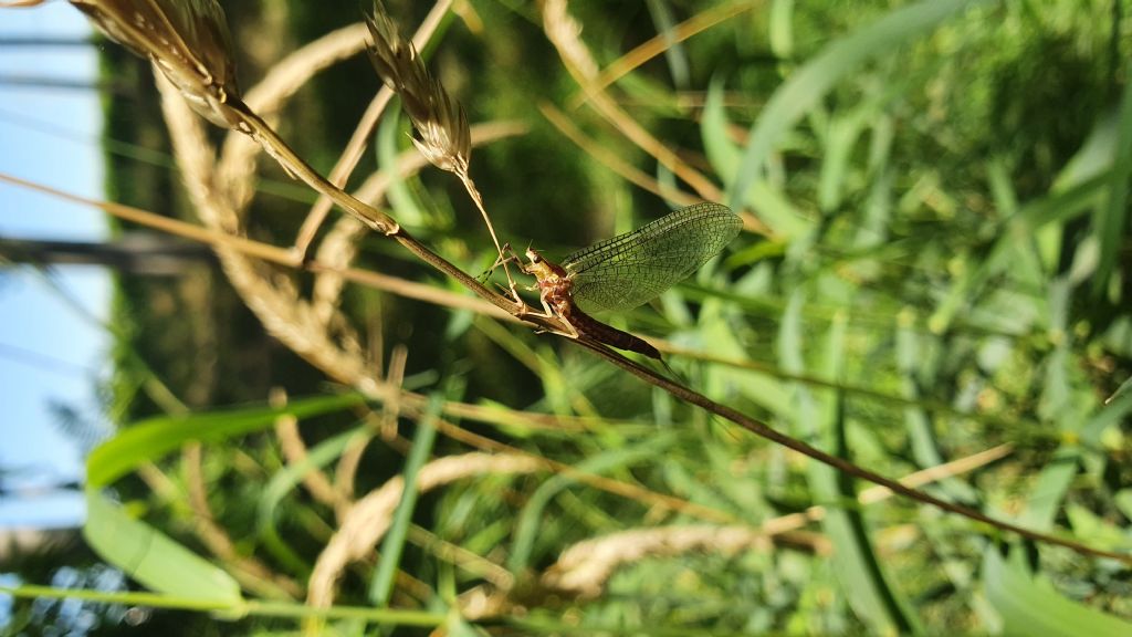 Ephemeridae: Ephemera zettana