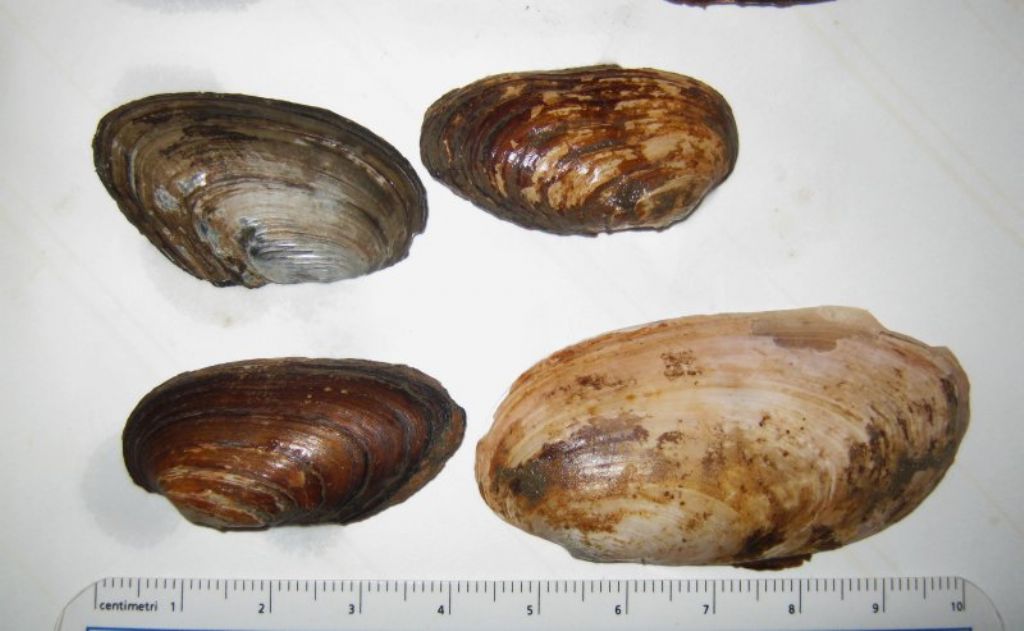 Microcondylaea compressa (Menke 1828) ?