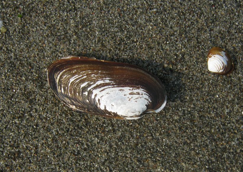 Microcondylaea compressa (Menke 1828) ?