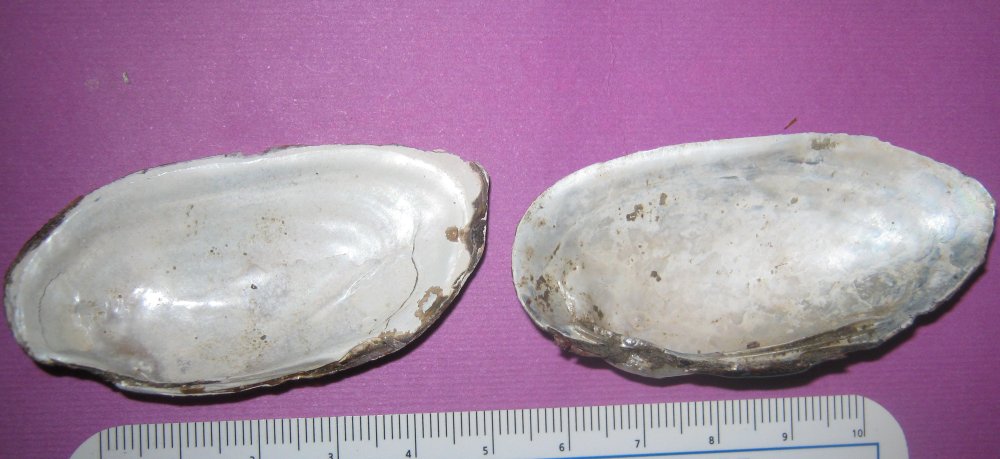 Microcondylaea compressa (Menke 1828) ?