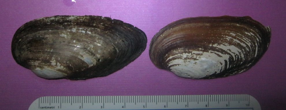 Microcondylaea compressa (Menke 1828) ?