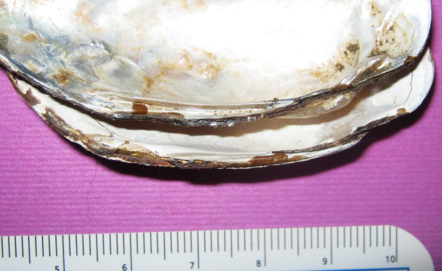 Microcondylaea compressa (Menke 1828) ?