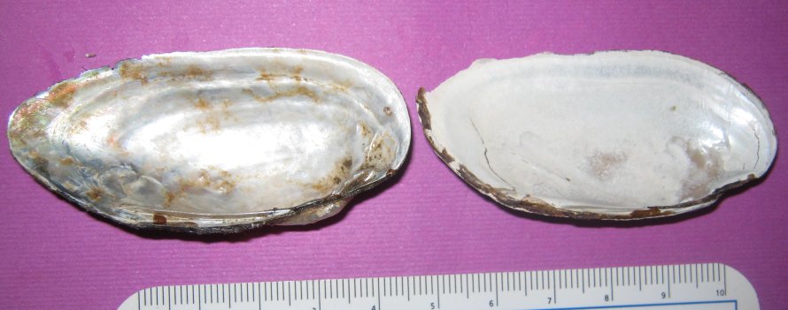 Microcondylaea compressa (Menke 1828) ?