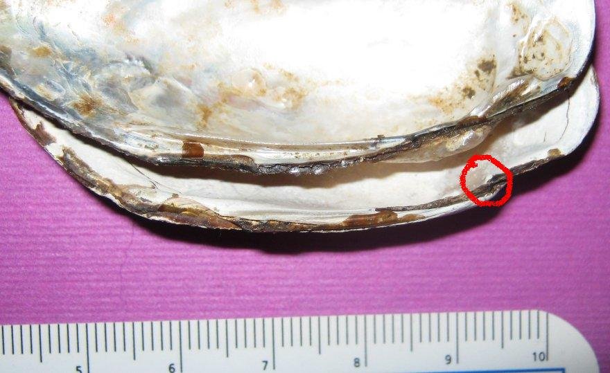 Microcondylaea compressa (Menke 1828) ?