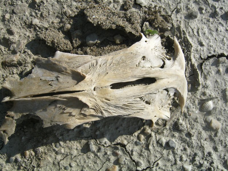 Cranio di Siluriformes (ex strano 
