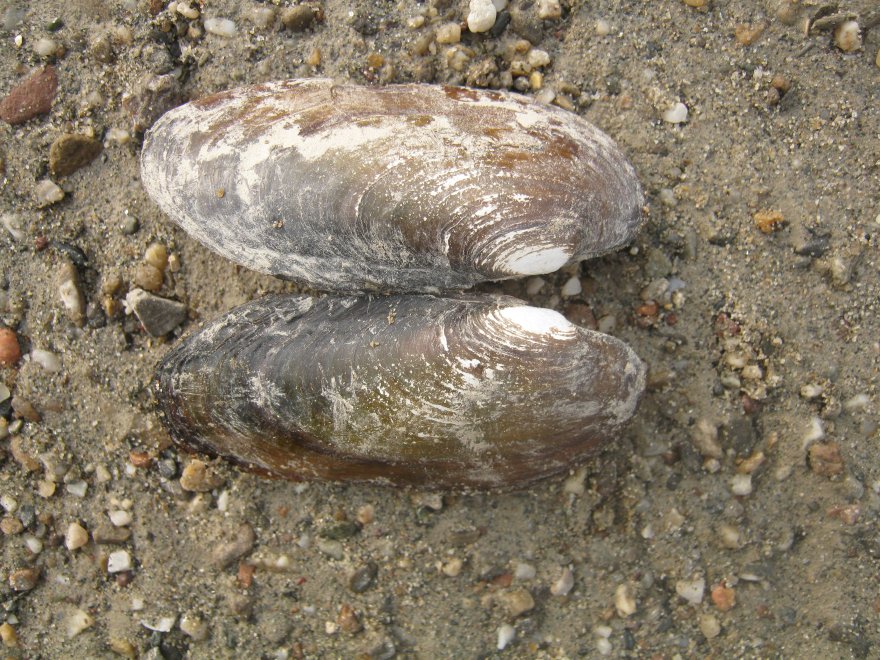 Microcondylaea compressa (Menke 1828) ?