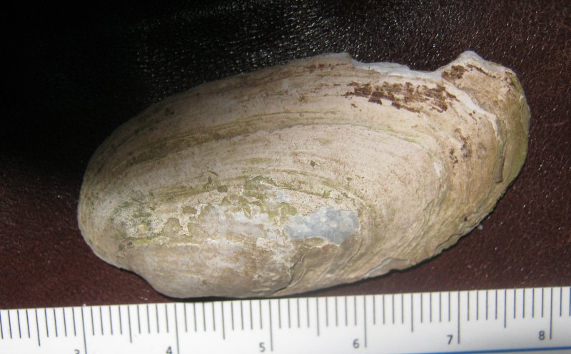 Microcondylaea compressa (Menke 1828) ?