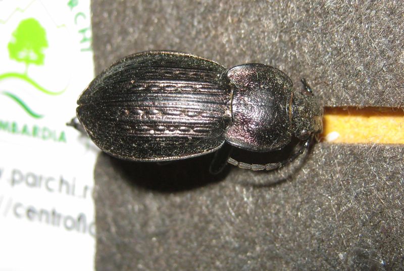 Carabus italicus