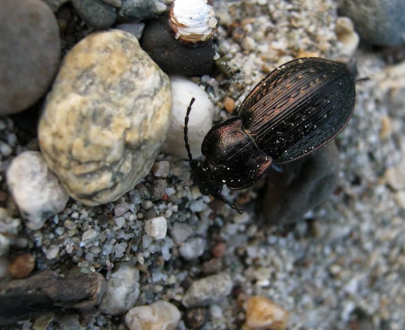 Carabus italicus