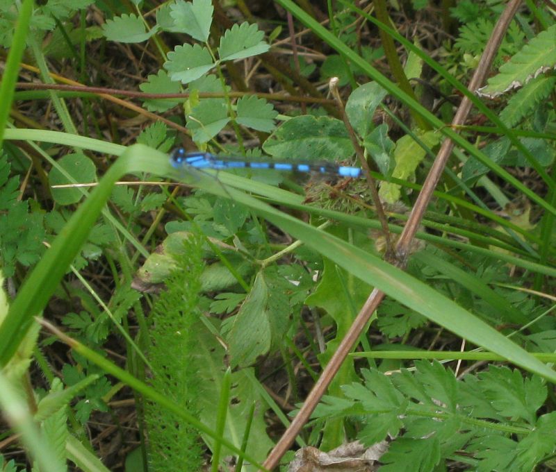 Coenagrion ?