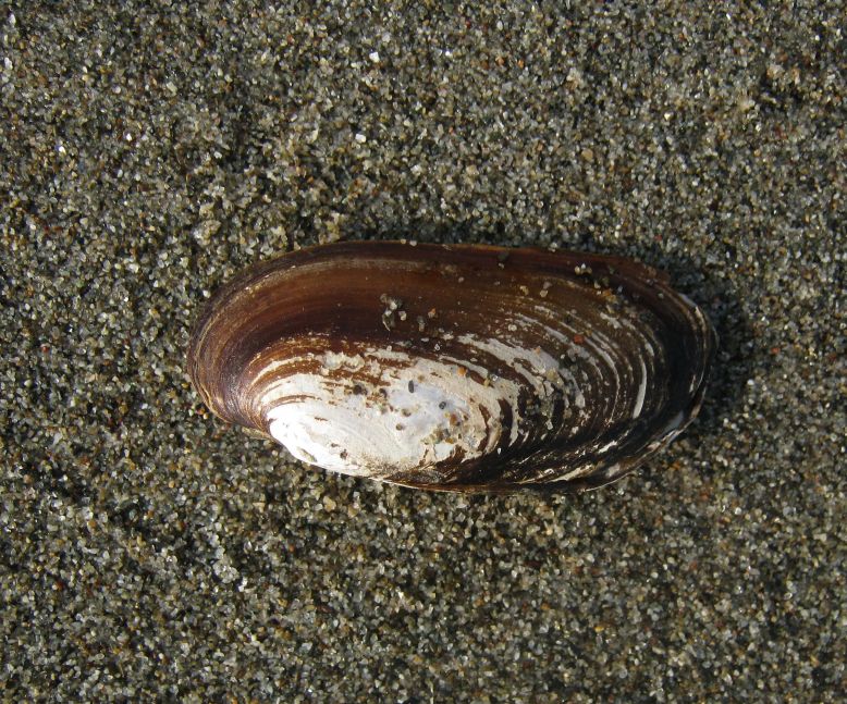 Microcondylaea compressa (Menke 1828) ?