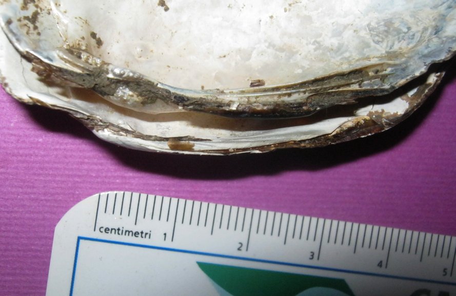 Microcondylaea compressa (Menke 1828) ?