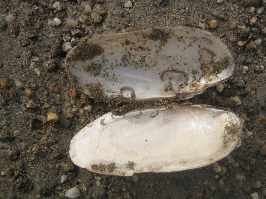 Microcondylaea compressa (Menke 1828) ?