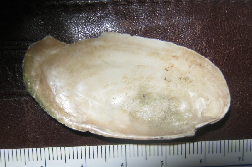 Microcondylaea compressa (Menke 1828) ?