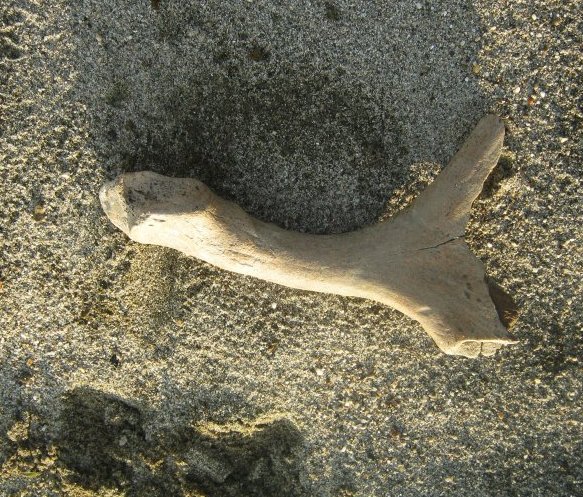 frammento palco di....