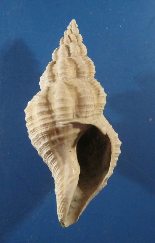 gasteropode problematico