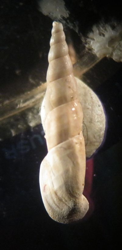 Rissoa quarantellii ?