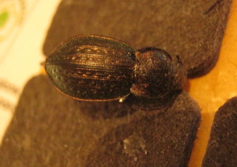 Carabus italicus