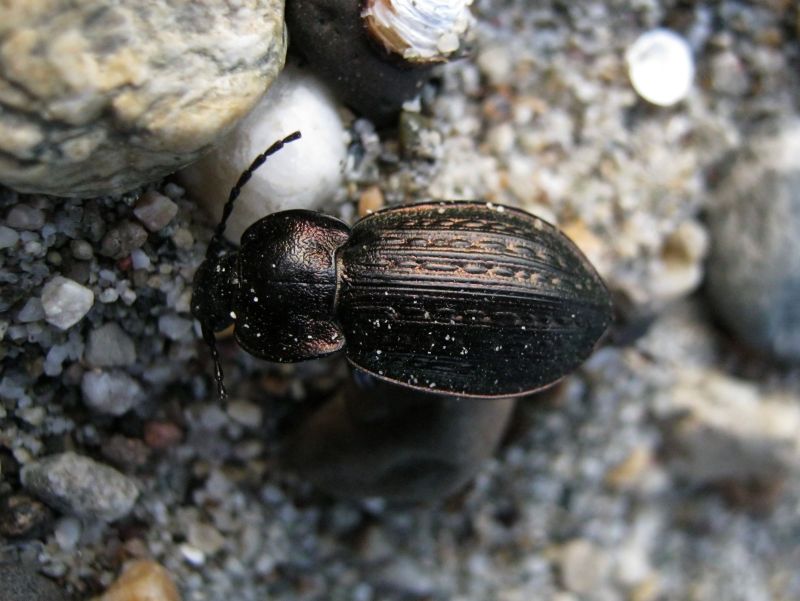 Carabus italicus