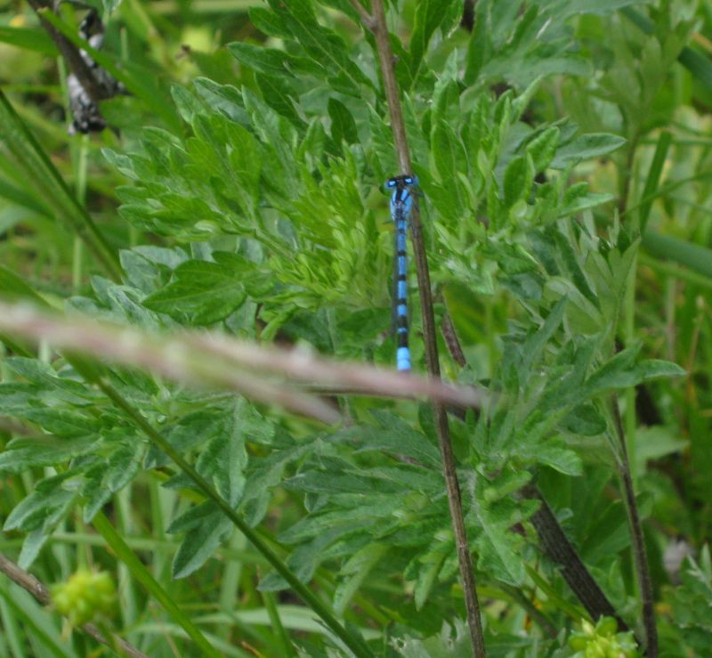 Coenagrion ?