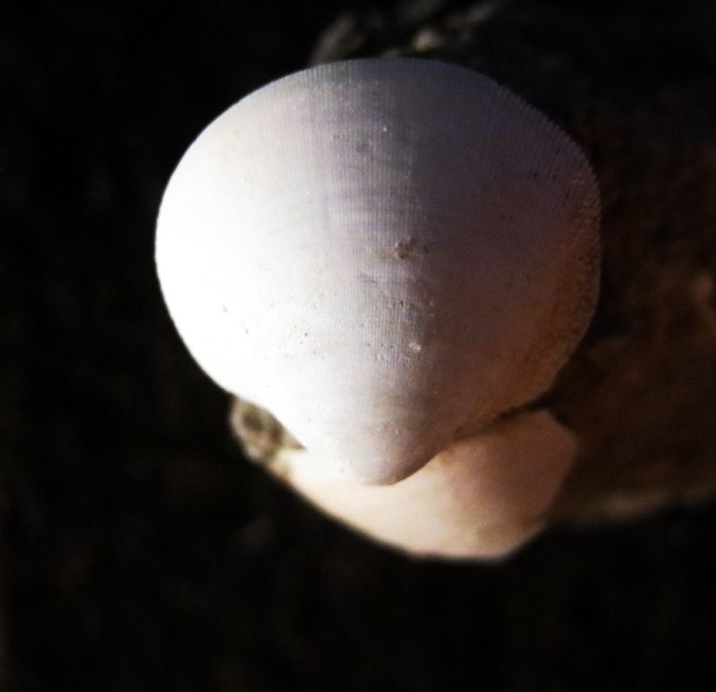 bivalve di profondit�