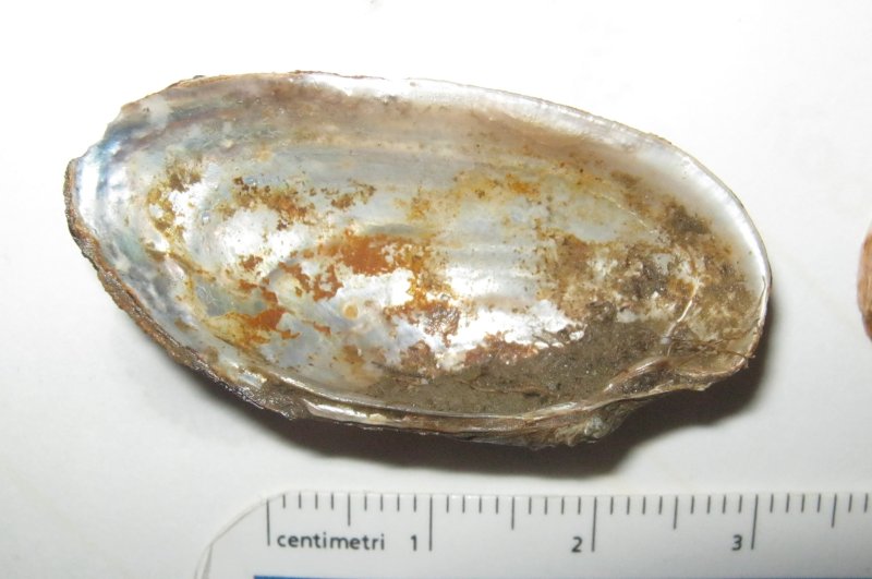 Microcondylaea compressa (Menke 1828) ?