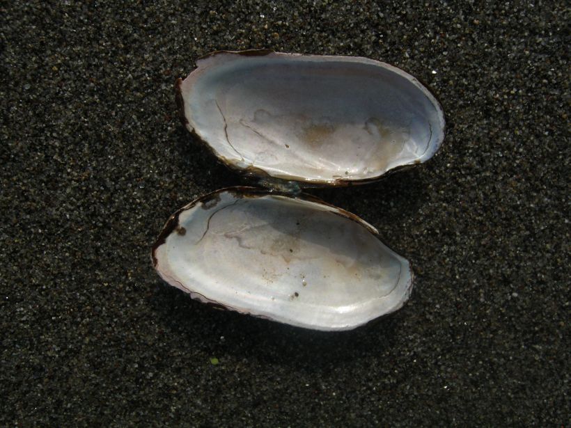 Microcondylaea compressa (Menke 1828) ?