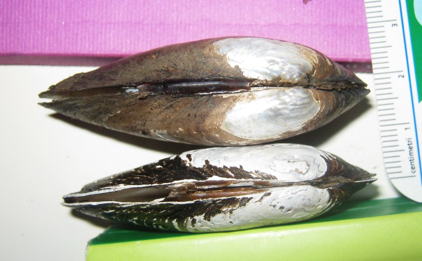 Microcondylaea compressa (Menke 1828) ?
