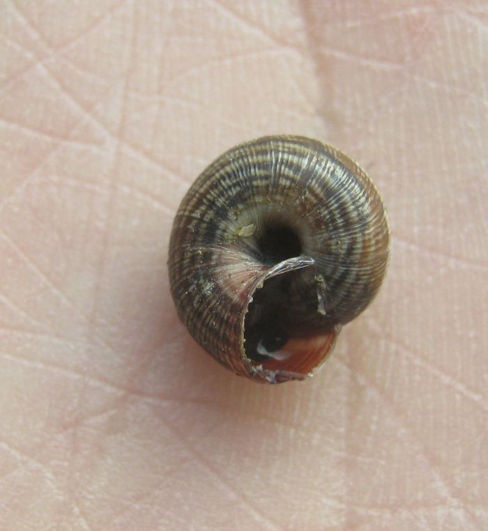 Lumache alla nicotina