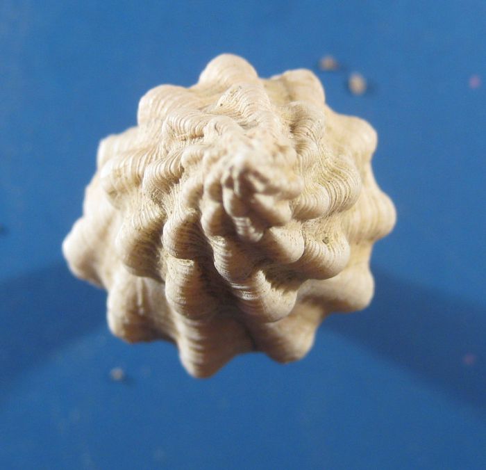 gasteropode problematico